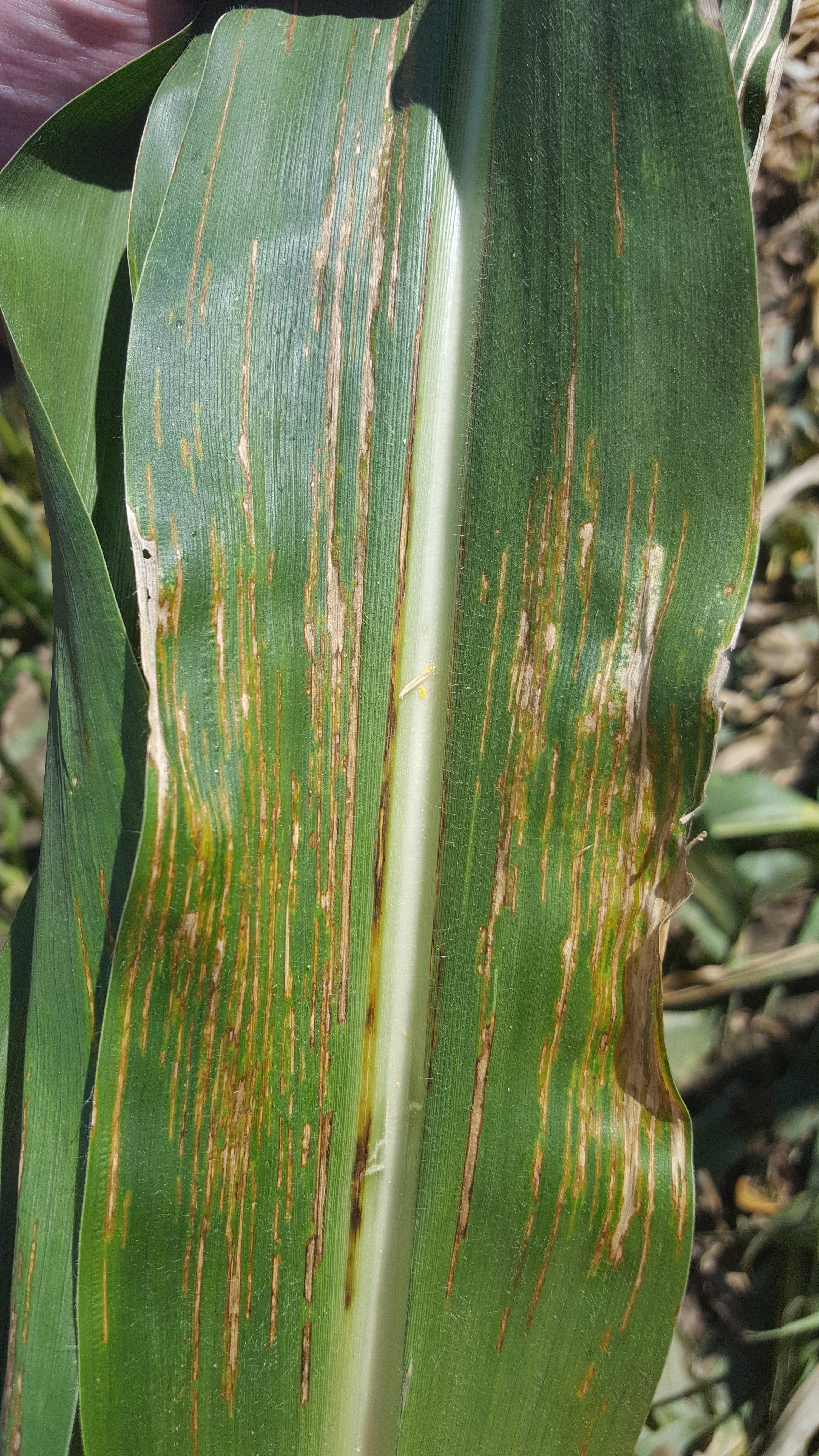 Bacterial Leaf Streak Disease Confirmed In Corn In Nebraska Nebraska 