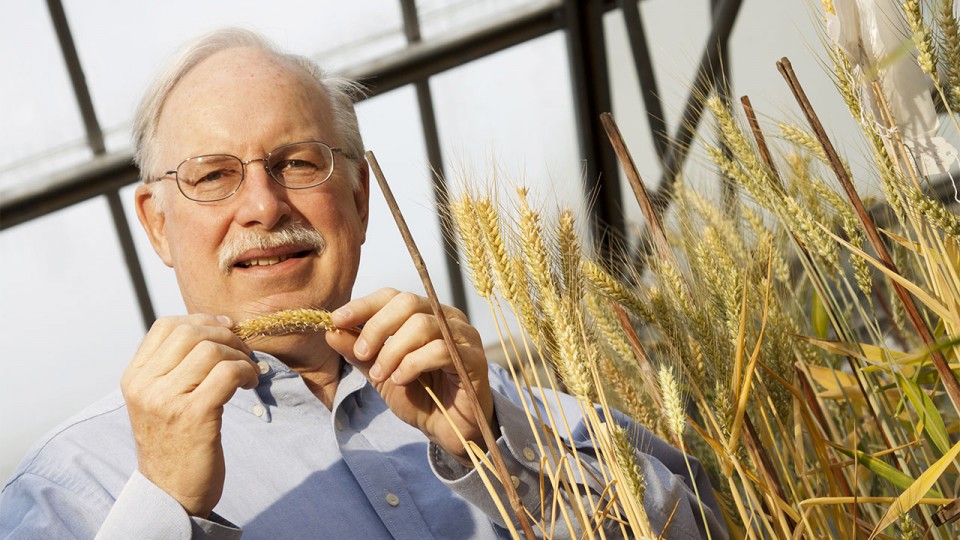 Stephen Baenziger, professor of agronomy and horticulture at the University of Nebraska-Lincoln will lead a three-year, $975,000 research project focused on the development of hybrid wheat.