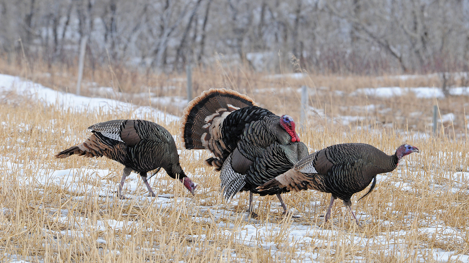 Huskerled study to focus on Nebraska’s wild turkey populations