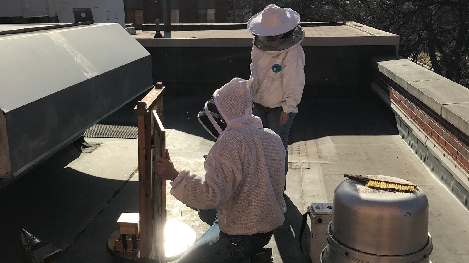 Researchers deliver food to the beehive atop Morrill Hall