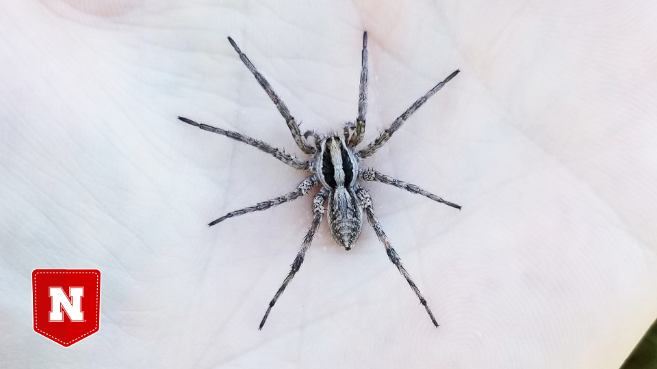 Wolf Spider Bite, This is what a bite from the largest wolf…