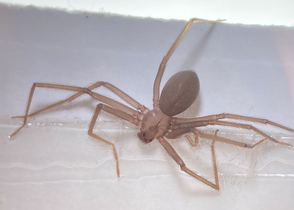 Brown Recluse Spiders  Nebraska Extension in Lancaster County