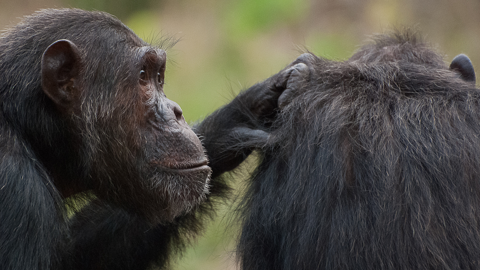 Деятельность человекообразных обезьян. Шимпанзе бонобо. Бонобо человекообразные обезьяны. Обезьяны бонобо любовь. Бонобо спаривание.