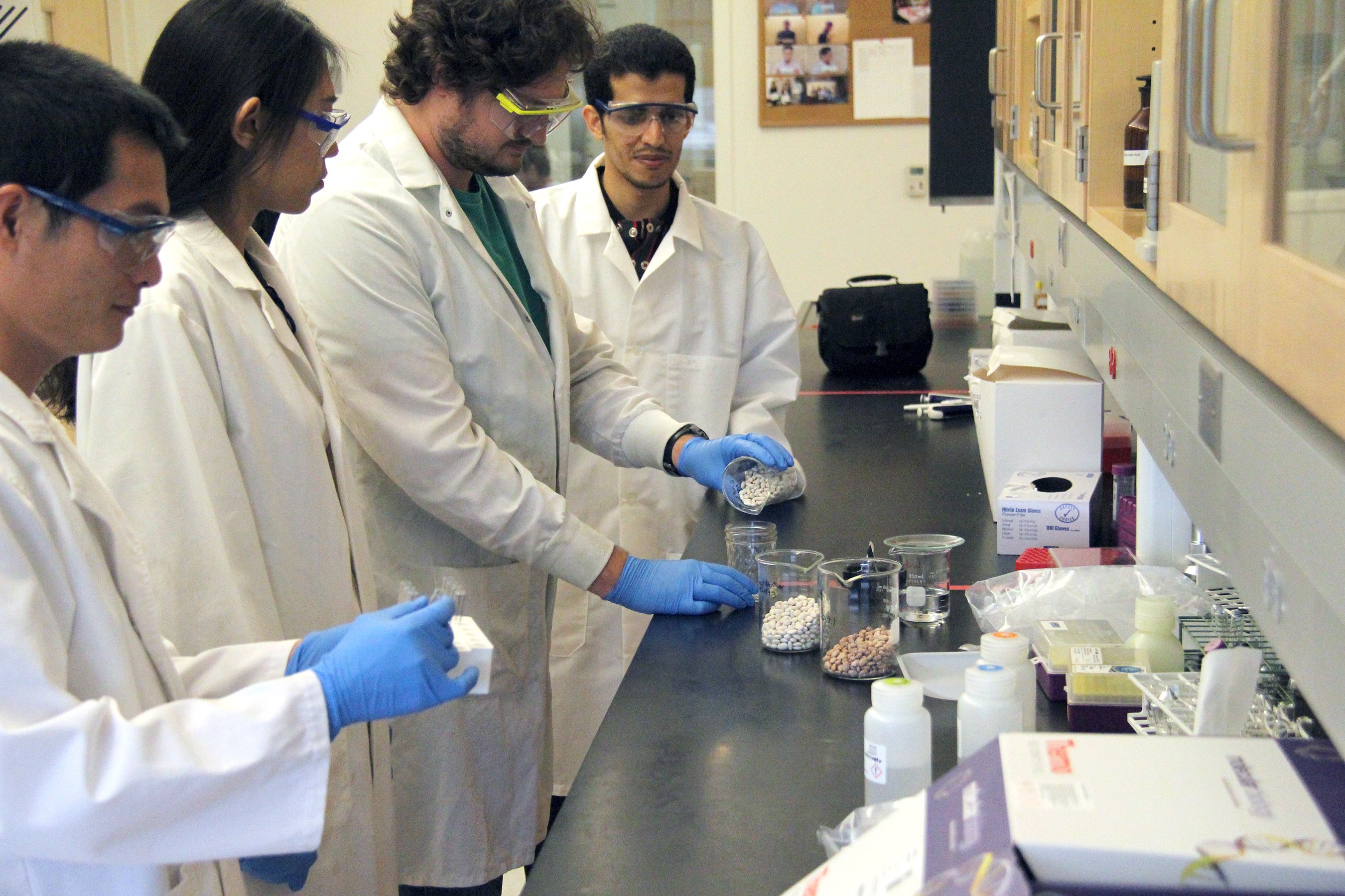 Researchers Richard Zbansnik, Sami Althwab, Nguyen Tien An and Haowen Qiu work with great northern beans in a campus lab.