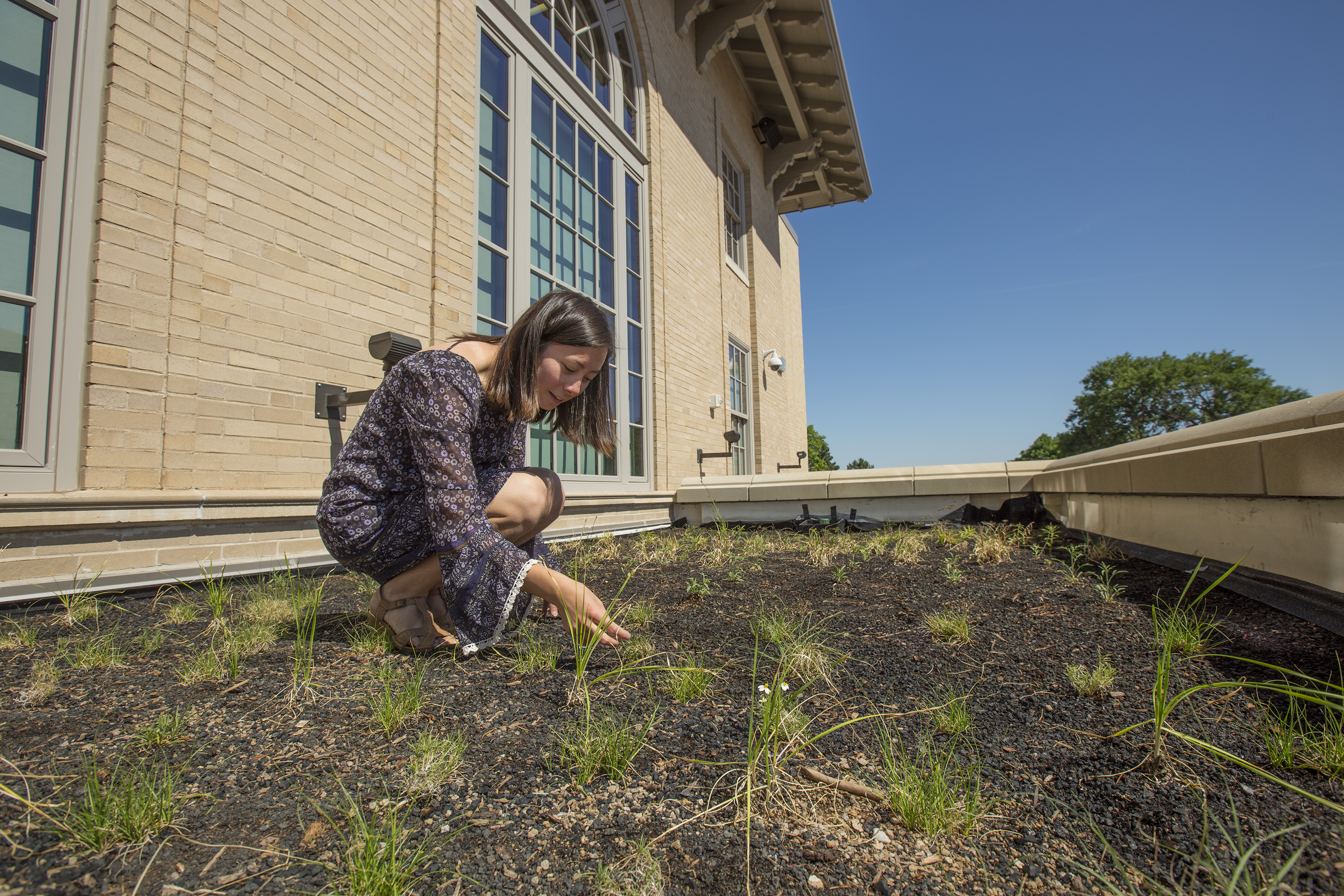 Kylie Tucker examines the plantings in the new green roof at the Rec and Wellness Center on East Campus. Tucker designed the space with assistance from ASUN's Green Fund.