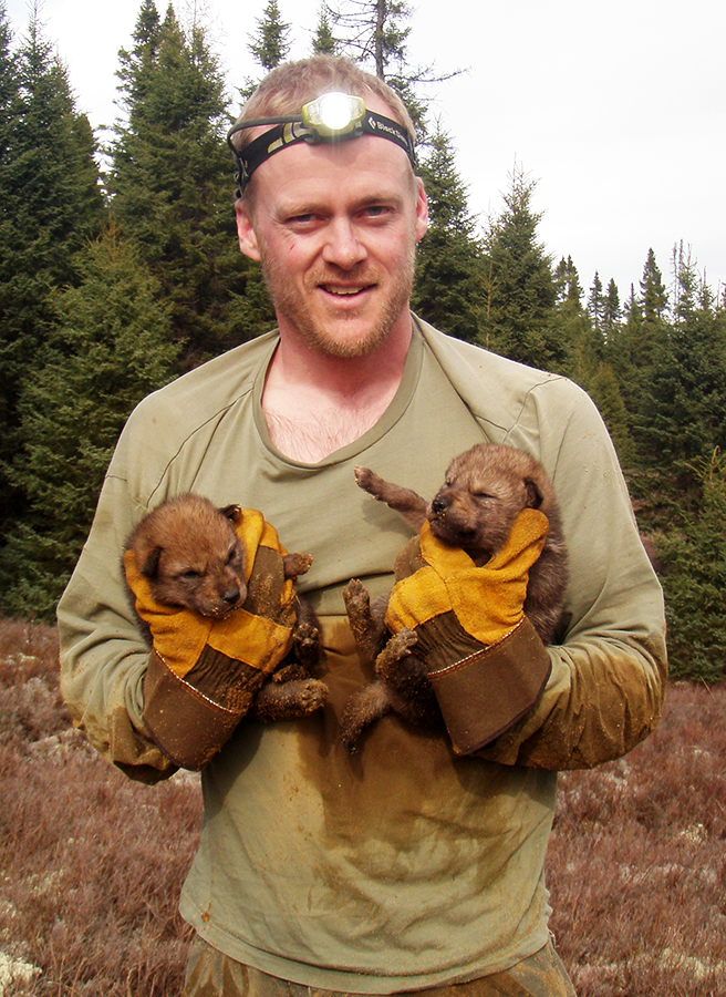 John Benson, assistant professor of vertebrate ecology, holds two wolf pups during a research expedition in Ontario, Canada. Benson has co-authored a new study suggesting that the eastern coyote hunts large prey far less frequently than does the eastern wolf it has replaced at the top of food chains in eastern North America. 