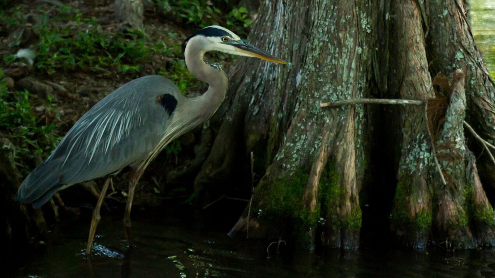 The May Sunday with a Scientist program at Morrill Hall will focus on migratory birds.