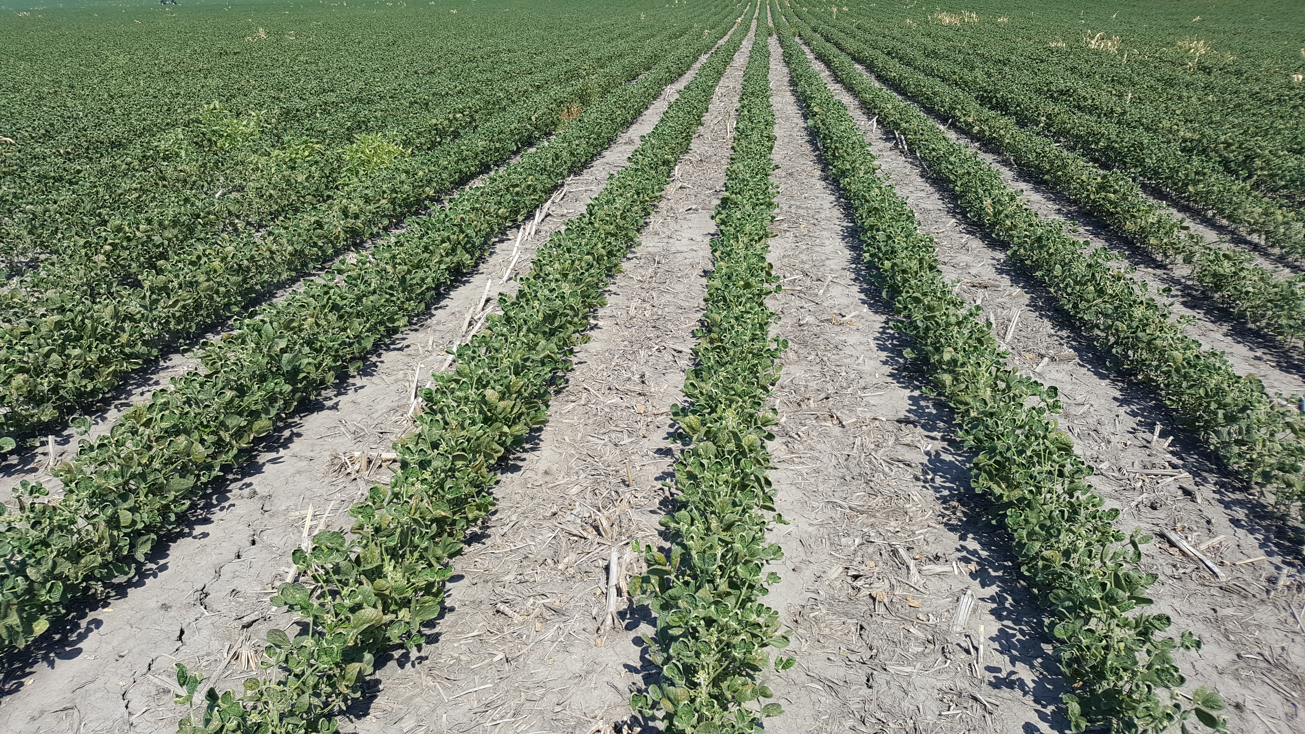 Dicamba injury symptoms can be seen in a Roundup Ready soybean field near Geneva.