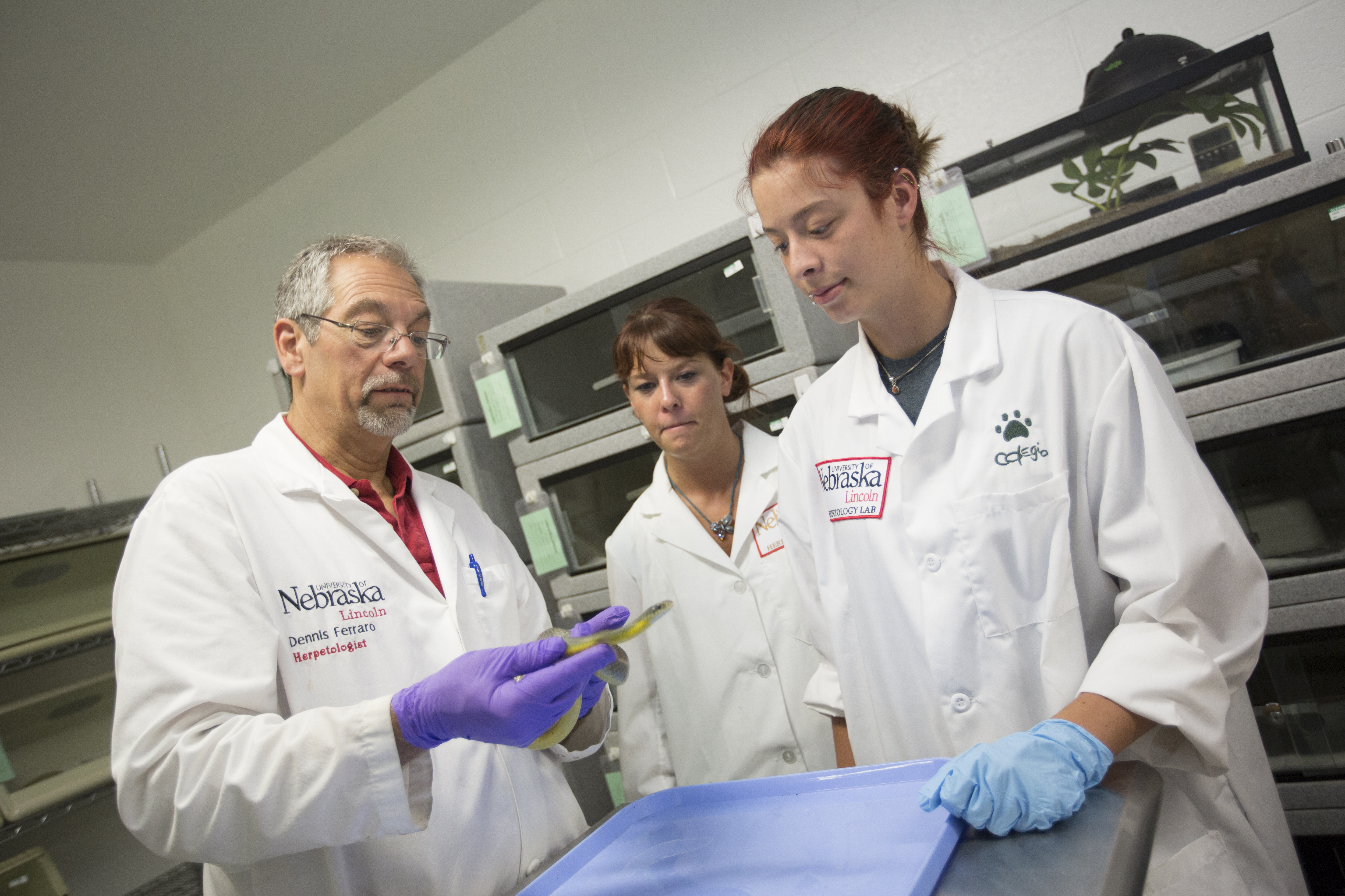 Dennis Ferraro (left), professor of practice in natural resources at Nebraska, will teach visitors about snakes and the importance of snake conservation Jan. 21 during Sunday with a Scientist at Morrill Hall.