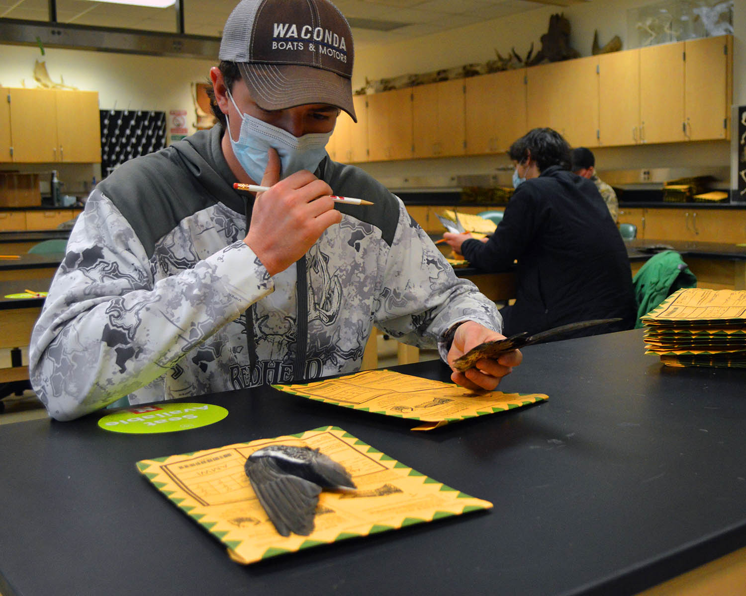 School of Natural Resources junior Hunter Suchsland considers the markings on a wigeon’s wing before determining if it belonged to an immature or mature male or female. Due to the coronavirus, the Central Flyway Wingbee in Kansas was canceled this year and wings were sent instead to longtime Wingbee participants, who brought in help to identify the samples.