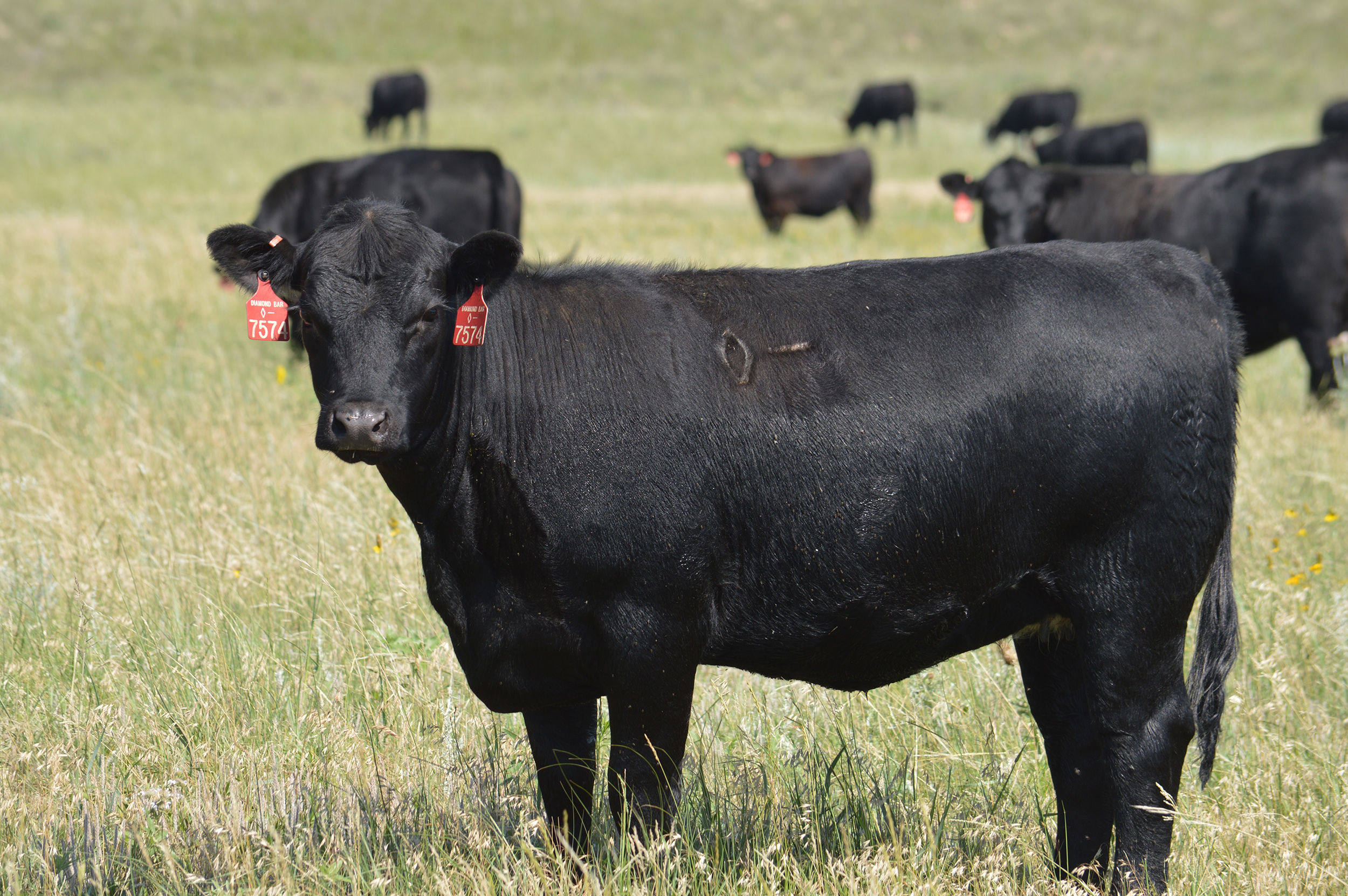 The inaugural Herd That! Conference is 8 a.m. to 3:30 p.m. Sept. 15 at the Animal Science Complex on East Campus.