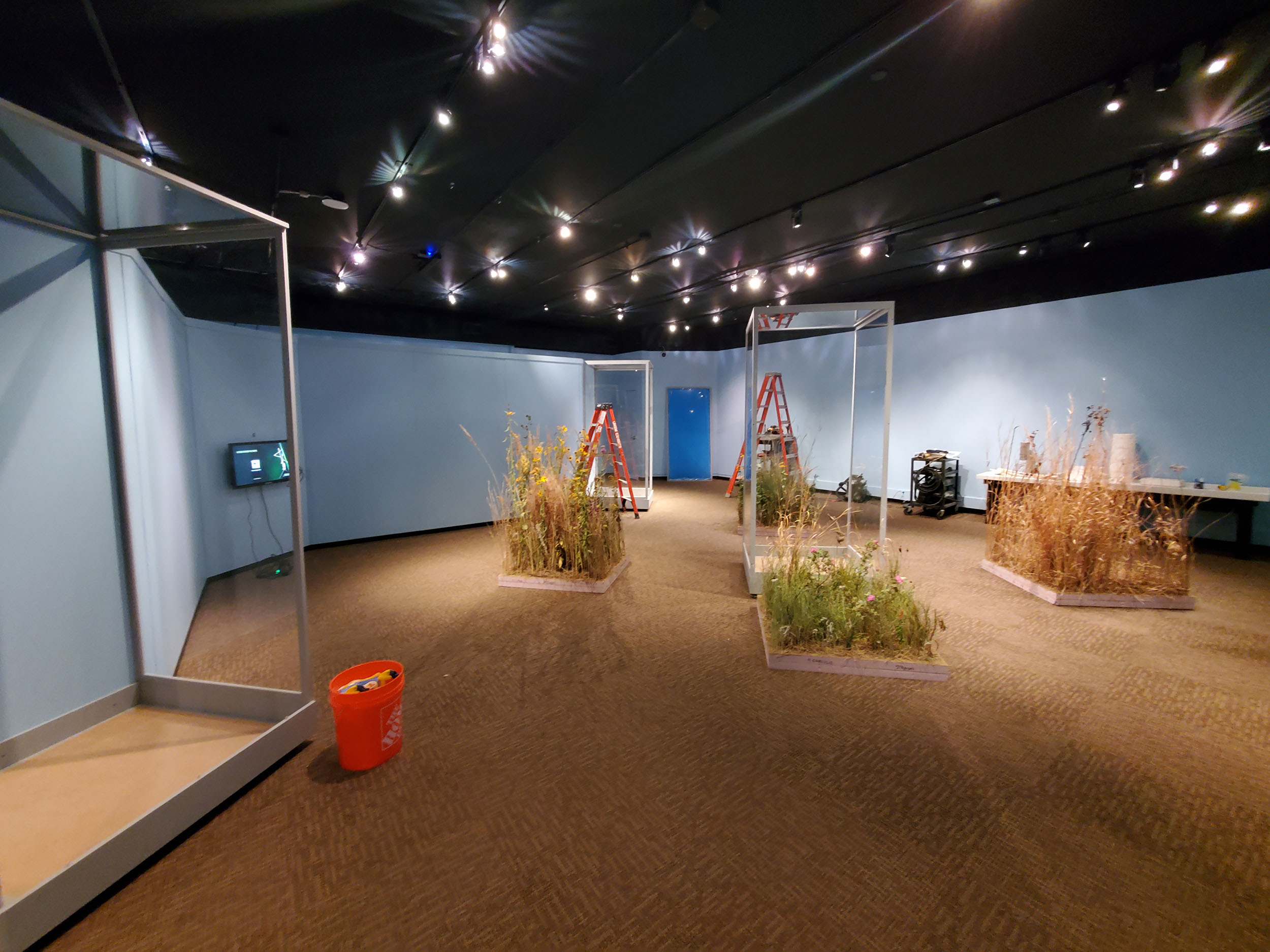 The University of Nebraska State Museum exhibits team prepares one square meter of prairie plants for each of the four seasons. “Hidden Prairie” opens Oct. 16 and runs through May 2022.