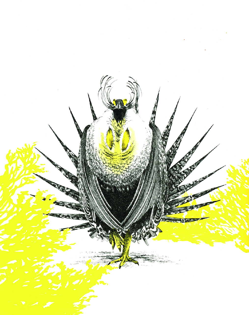 Color drawing of Gunnison sage-grouse by Sarah Kaizar