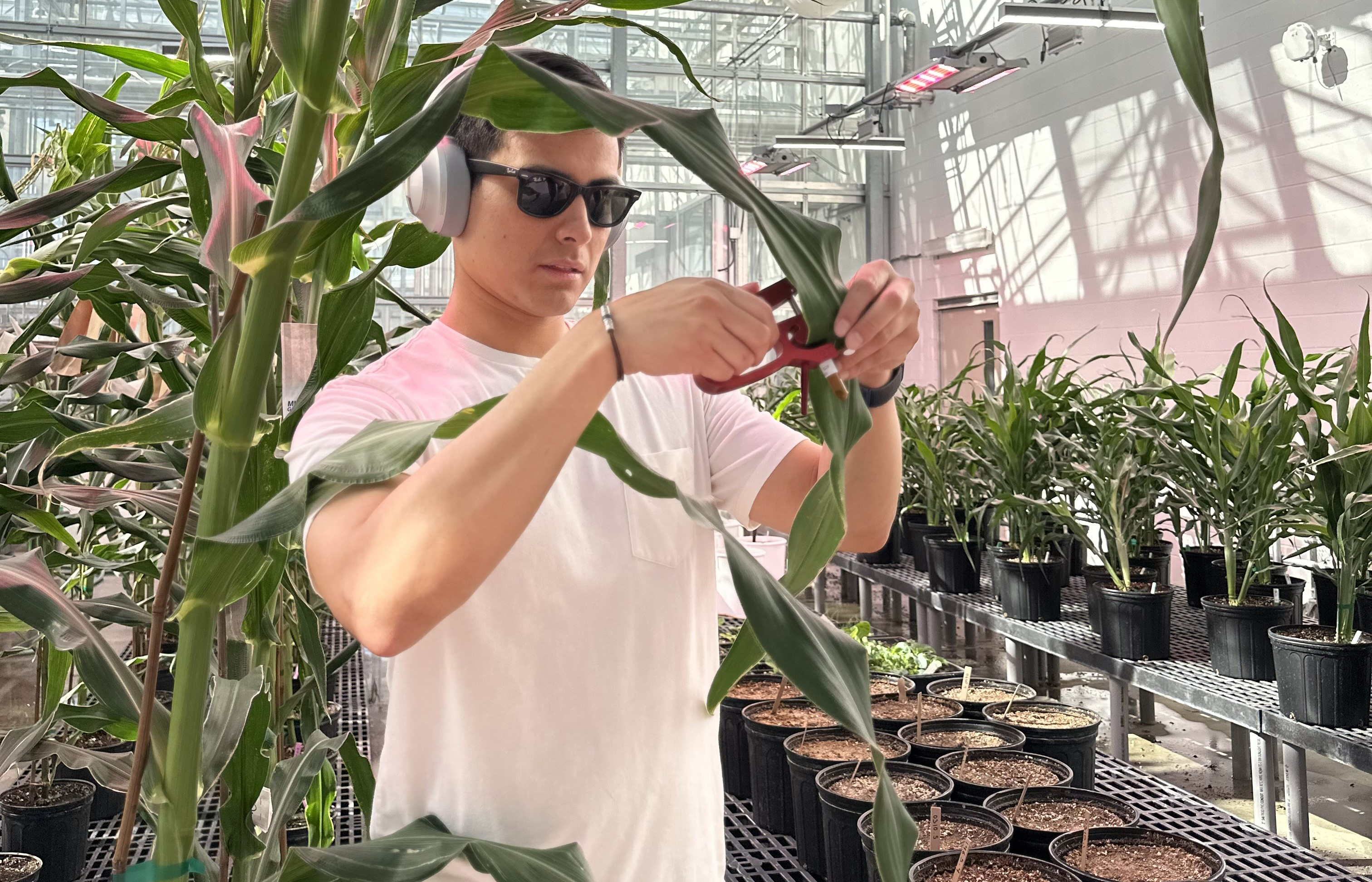 Vladimir Torres-Rodriguez collects a sample from a corn leaf in a greenhouse full of corn plants.