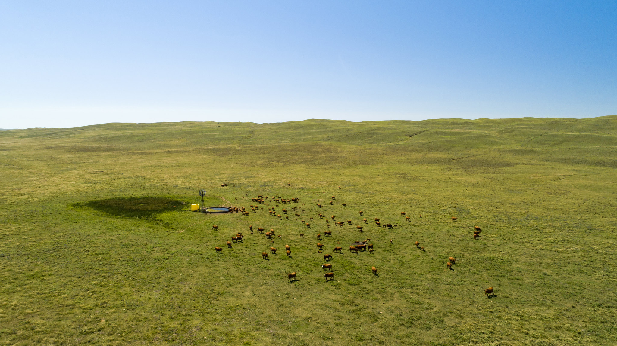 Cattle graze in a pasture.