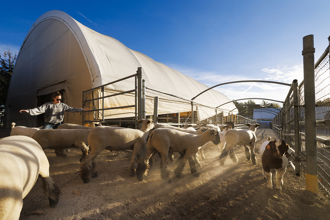 A person corrals sheep into a pen.