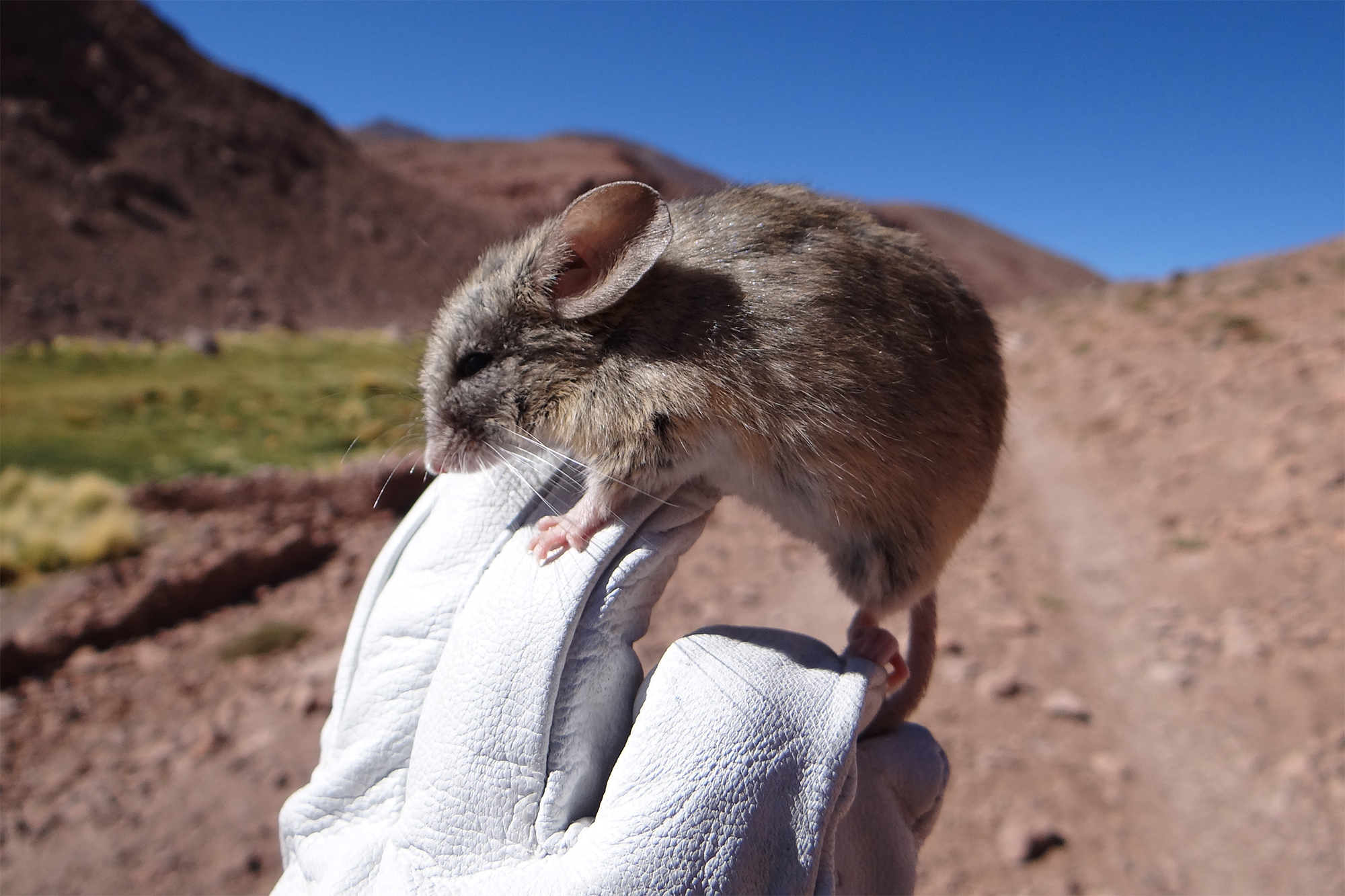 A leaf-eared mouse balances on a gloved hand