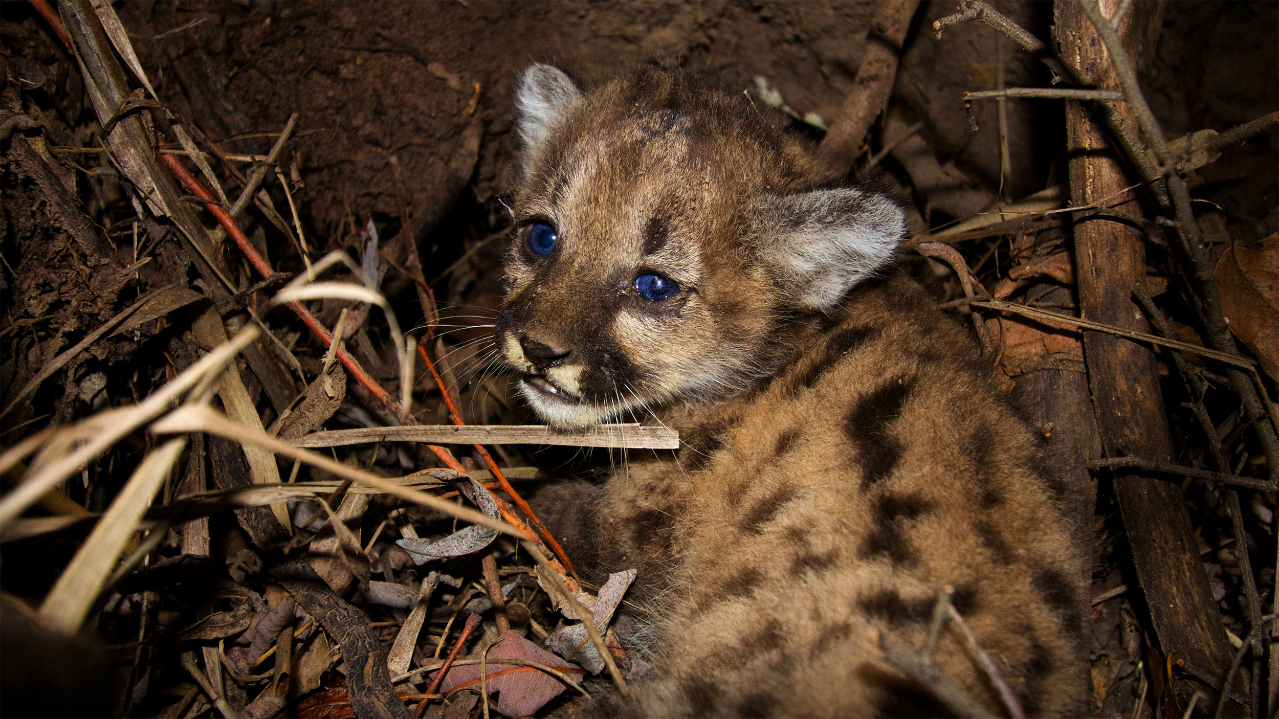 Mountain lion cub