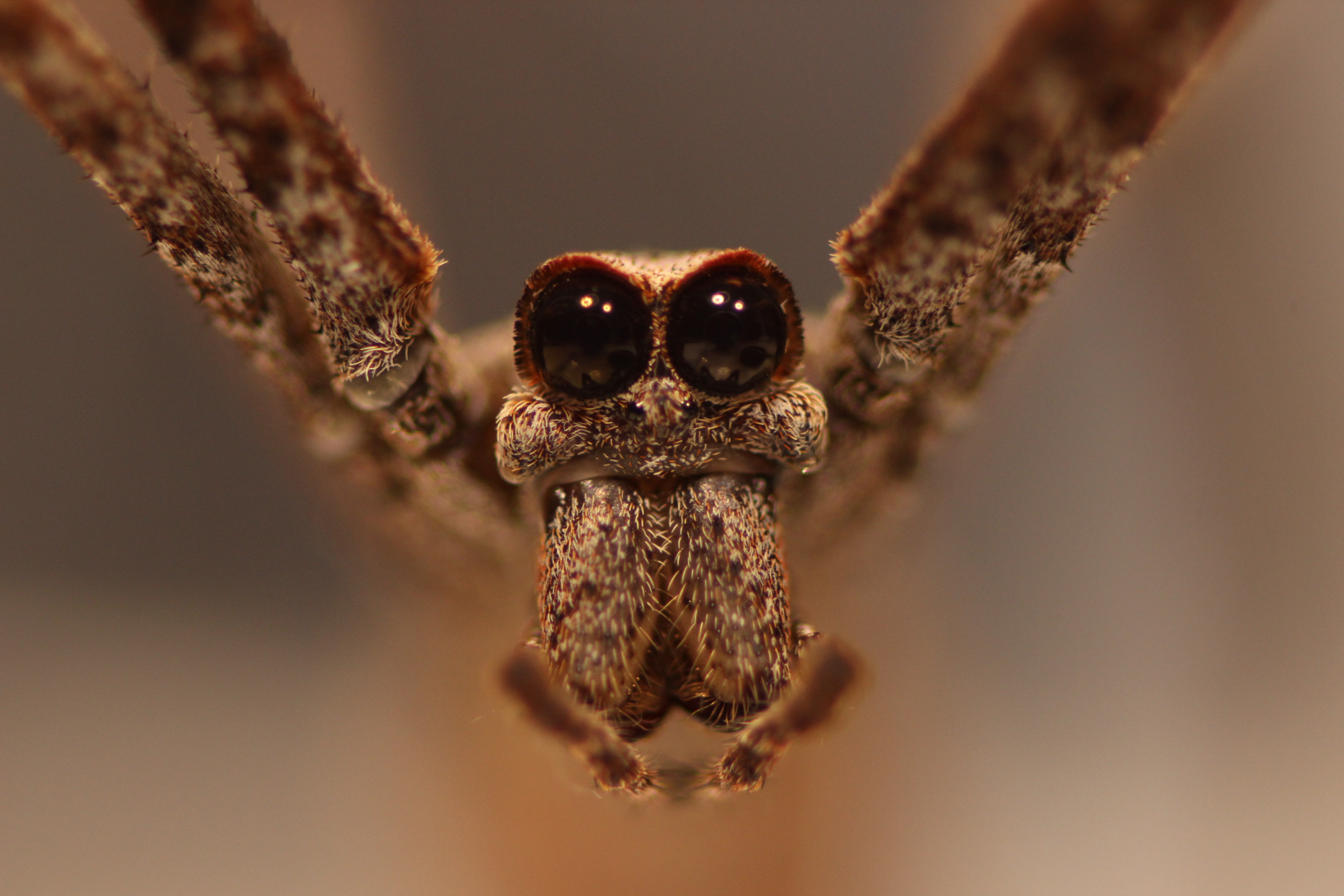 A new study from UNL biologists has revealed that the net-casting spider's secondary eyes -- the largest of any arachnid -- likely evolved in part to help it capture ground-based prey.