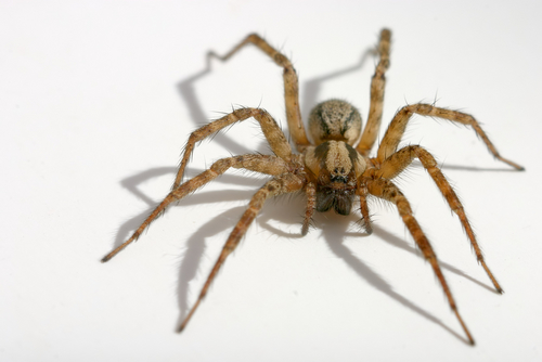 What are Spiders?  Arachnophilia - Online exhibitions across Cornell  University Library