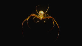 A pirate spider dangles from a dragline against a black background