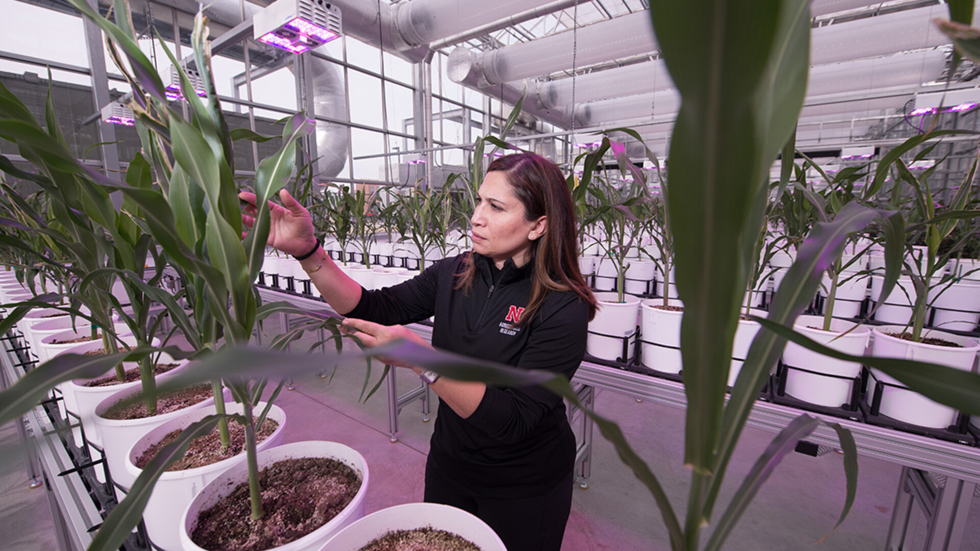 Awada leads development of ag, environment research for national defense
