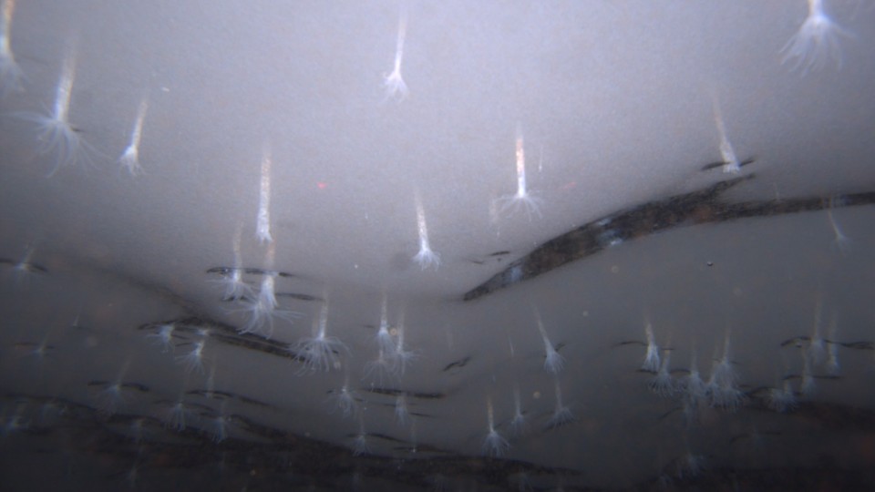n an underwater image captured by the robot, Edwardsiella andrillae anemones protrude from the bottom surface of the Ross Ice Shelf. They glow in the camera's light. For purposes of scale, the two red dots in the image measure 10 cm apart.
