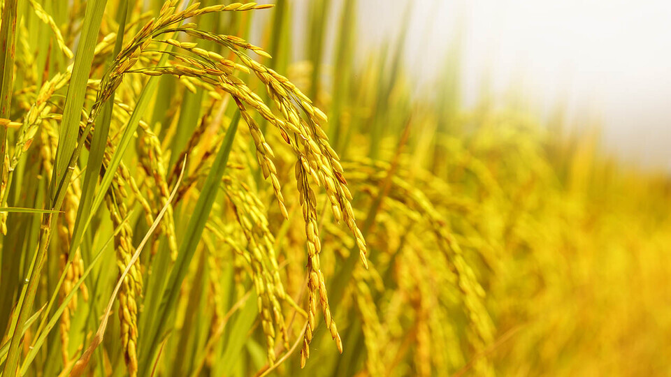 Rice growing in field