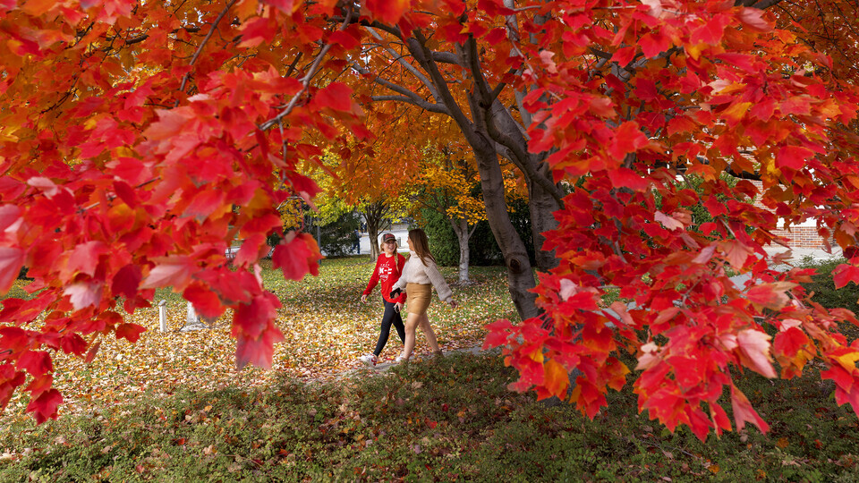 Two walkers framed by red leaves on a tree.