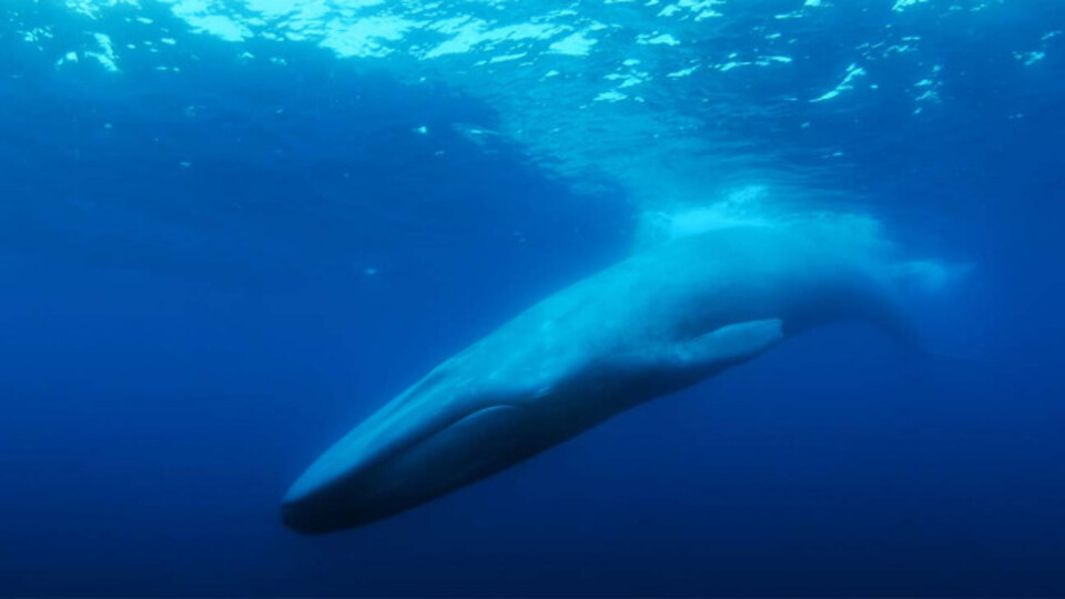 "The Loneliest Whale"