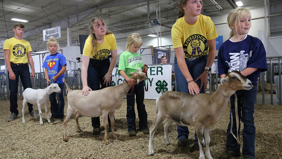 Clover Kids Showmanship at the 2021 Lancaster County Super Fair 4-H Dairy Goat Show