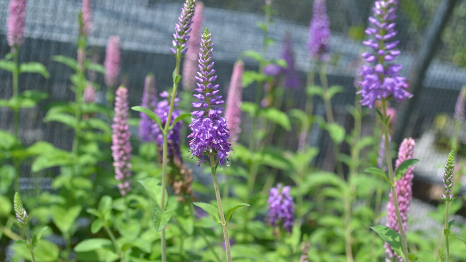 The NSA spring plant sales feature native perennials, trees and shrubs. 