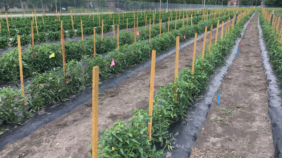Tomato and pepper plants that include bioplastic film grow on East Campus test plots. The film was developed by 15 researchers from the University of Nebraska–Lincoln, Kansas State University and South Dakota School of Mines and Technology.