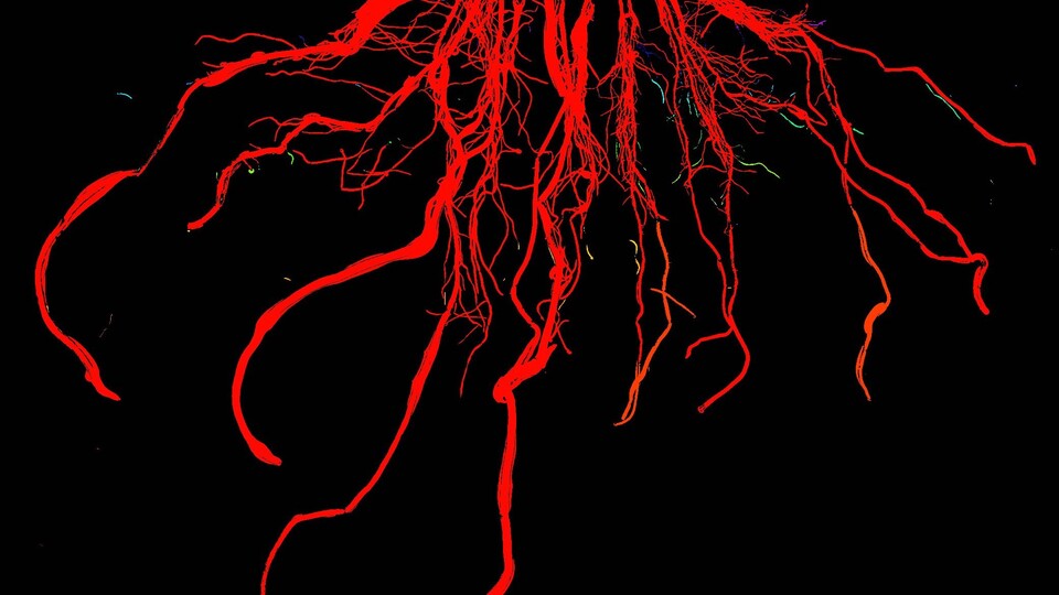 The root system of a three-week-old corn plant processed through a computer vision pipeline used to automatically measure different root system architecture traits.