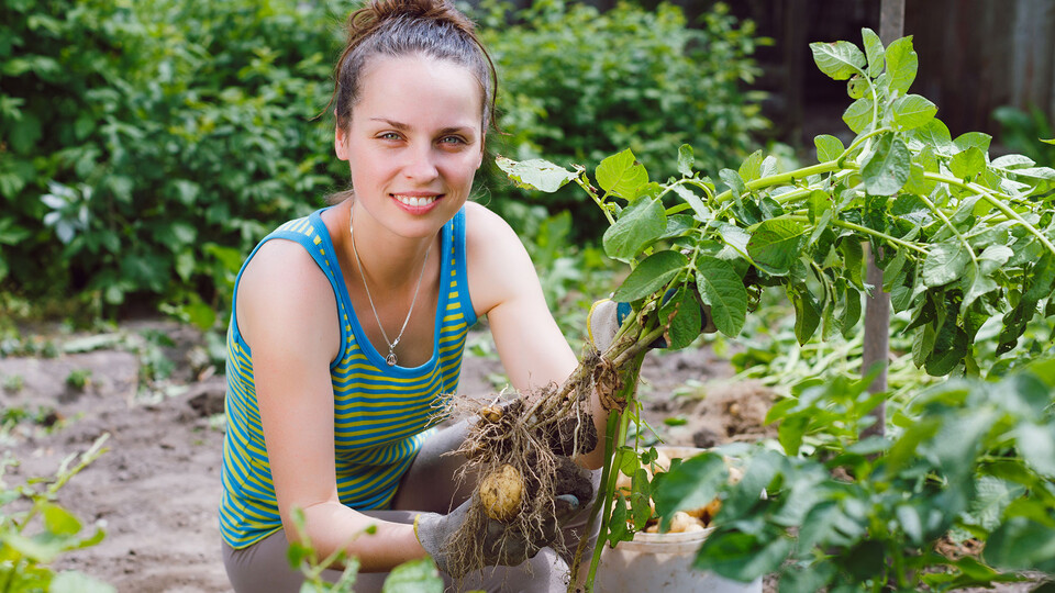 Nebraska Extension and the Department of Agronomy and Horticulture will again be offering a student gardening competition this summer. | Shutterstock