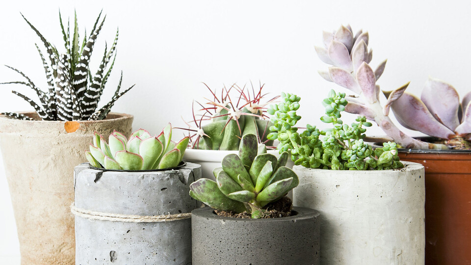The Horticulture Club is hosting a Valentine's Day Succulent Sale Feb. 14 at the Willa Cather Dining Complex and the Nebraska East Union from 10:30 a.m. to 1:30 p.m.