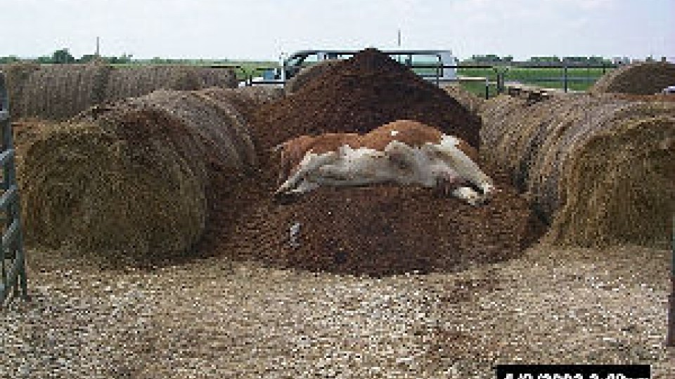 Composting Large Animal Carcasses | UNL BeefWatch | University of  Nebraska–Lincoln