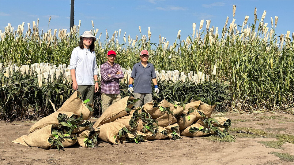 Three Husker scientists stand behind bags filled with harvested sorghum