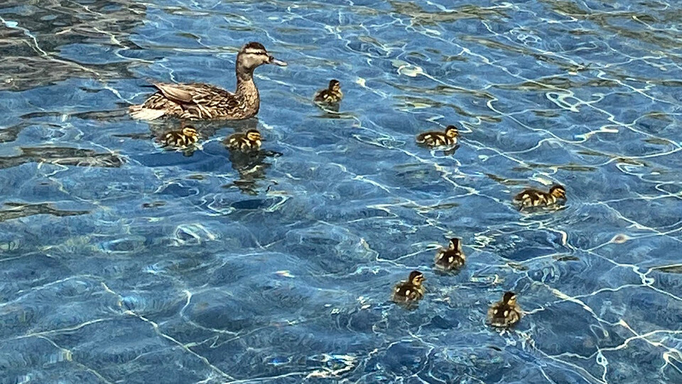 Mother duck and ducklings swimming in Broyhill Fountain