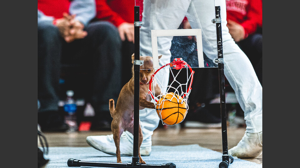 Chihuahua dunking a miniature basketball