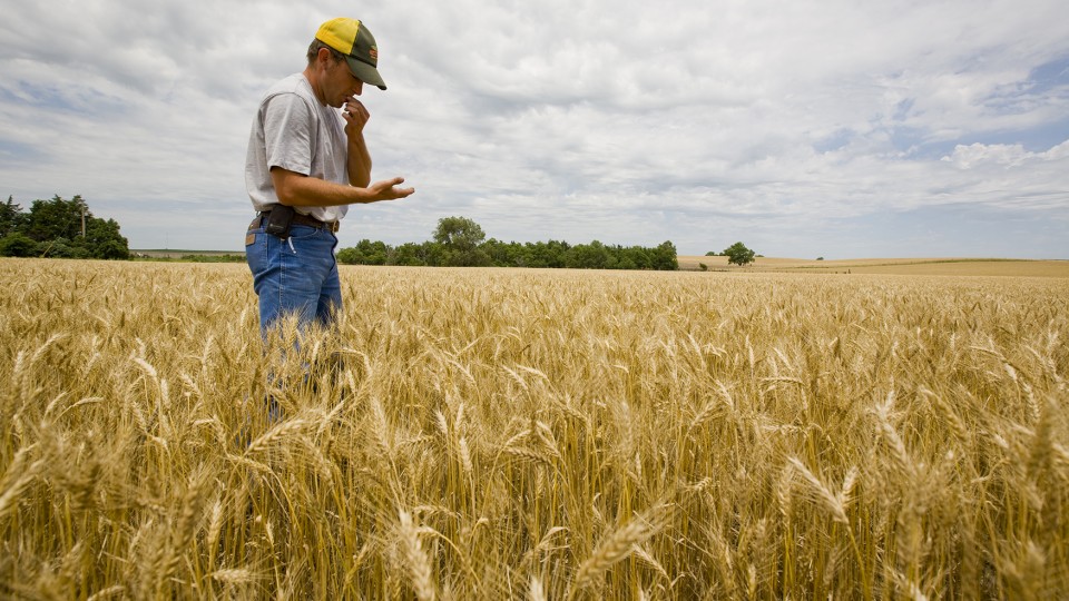 Brent Robertson examines wheat in a field near his family's Elsie, Nebraska, farm. A recent economic forecast generated by the University of Nebraska-Lincoln's Bureau of Business Research predicts an 11 percent decline in net farm income in 2016.