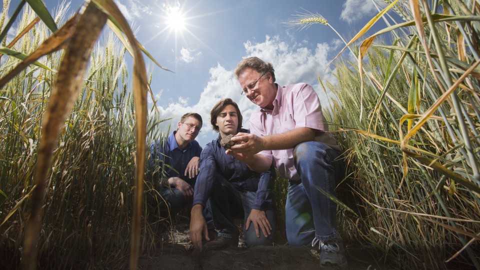 Kenneth Cassman (from right), Patricio Grassini and Justin Van Wart examine wheat plants and were part of a worldwide, crop yield potential study in 2012. A retirement reception for Cassman is April 28 in the East Union.