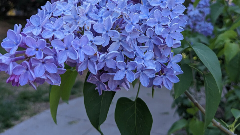 Close-up of lilacs on East Campus