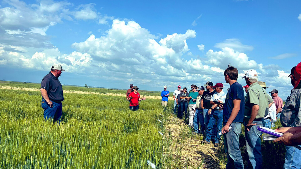 Researchers and producers in wheat field