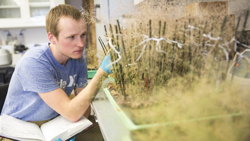 A UNL student examines plants in a Beadle Center lab. UNL will announce a $20 million research award to improve soil and crops in Nebraska and globally.