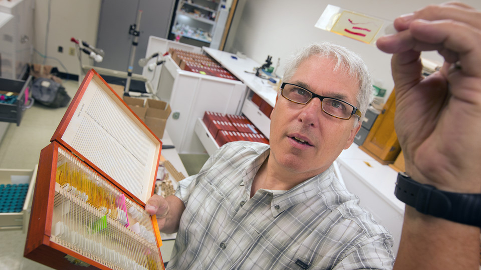 Scott Gardner examines a slide in Nebraska's Manter Lab. Gardner, a professor of biological sciences, is curator of the university's parasitology collection.