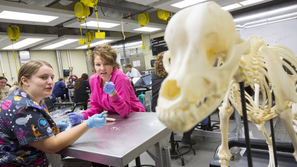 UNL students (from left) Courtney Schiller and Sara Santin discuss a dog skeleton during a veterinary anatomy course held in the fall semester. Construction of a new $44.6 million veterinary diagnostics center will benefit students studying veterinary medicine.