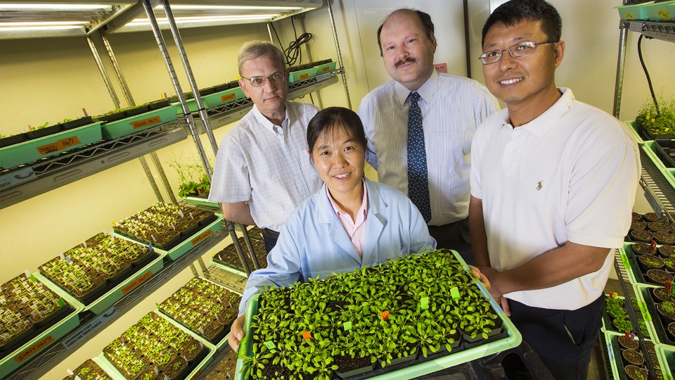 Heriberto Cerutti, Zhen Wang, Jean-Jack Riethoven and Chi Zhang. Wang is holding a tray of the plant species (Arabidopsis thaliana) studied by the researchers.
