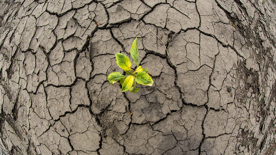 A soybean plant grows in a dry ground in Landcaster County, NE. 