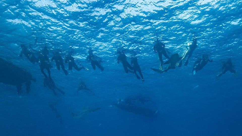 Husker students swim with sharks in the waters off The Bahamas